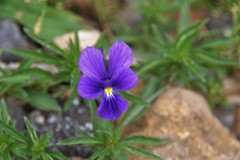 Viola bubanii