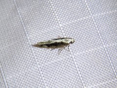 Coleotechnites florae