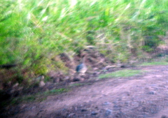 Nothoprocta cinerascens