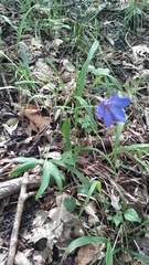 Delphinium alabamicum