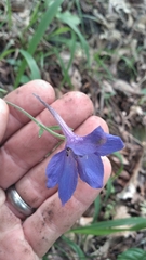 Delphinium alabamicum