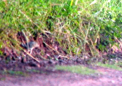 Nothoprocta cinerascens