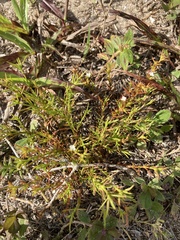 Polypremum procumbens image