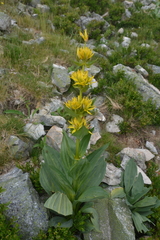 Gentiana lutea lutea