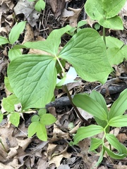 Trillium cernuum