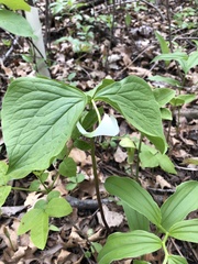 Trillium cernuum