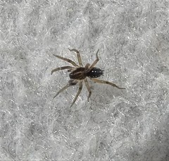 Zoicinae