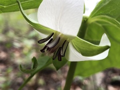 Trillium cernuum