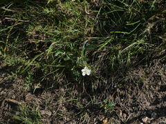 Potentilla montana