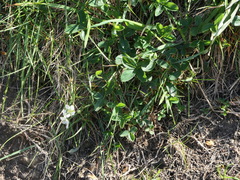 Potentilla montana