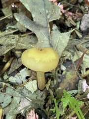 Kuehneromyces marginellus