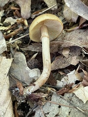 Kuehneromyces marginellus
