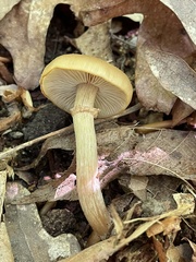Kuehneromyces marginellus