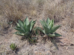Agave salmiana crassispina