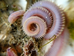 Glyceridae