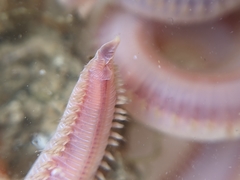 Glyceridae