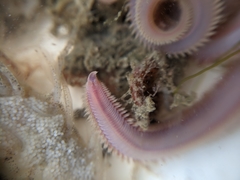 Glyceridae