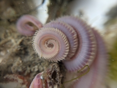 Glyceridae