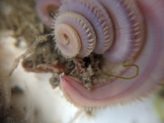 Glyceridae