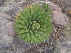 Agave filifera