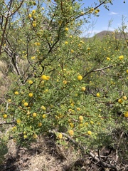 Vachellia vernicosa