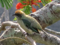 Stilpnia cayana
