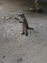 Procyon pygmaeus