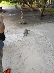 Procyon pygmaeus