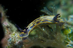 Felimare fontandraui