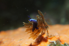 Felimare fontandraui