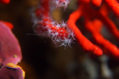 Corallium rubrum