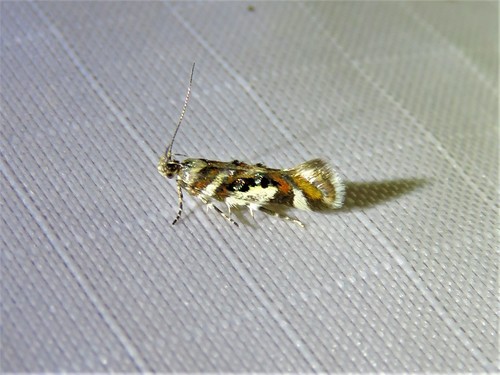 Elegant Aristotelia photo 3