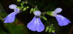 Salvia languidula