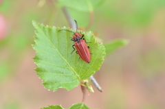 Anostirus purpureus