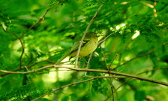 Phylloscartes ventralis