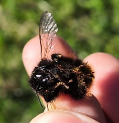 Bombus ruderarius