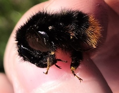 Bombus ruderarius