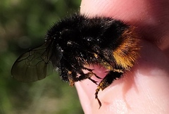 Bombus ruderarius