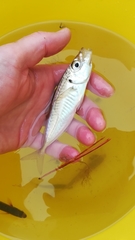 Trachurus