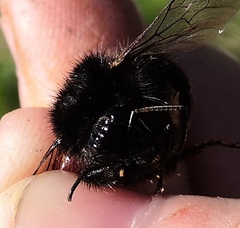 Bombus ruderarius
