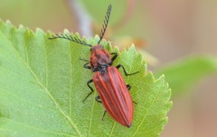 Anostirus purpureus