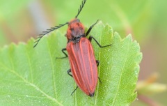 Anostirus purpureus