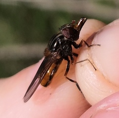 Rhingia