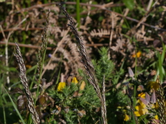 Pseudarrhenatherum longifolium