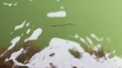 Hyporhamphus ihi