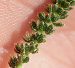 Ivesia lycopodioides scandularis