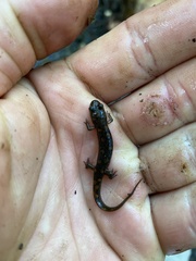 Desmognathus imitator