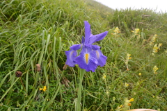 Iris latifolia