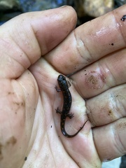 Desmognathus imitator
