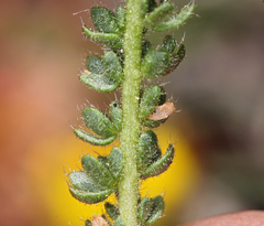 Ivesia lycopodioides scandularis